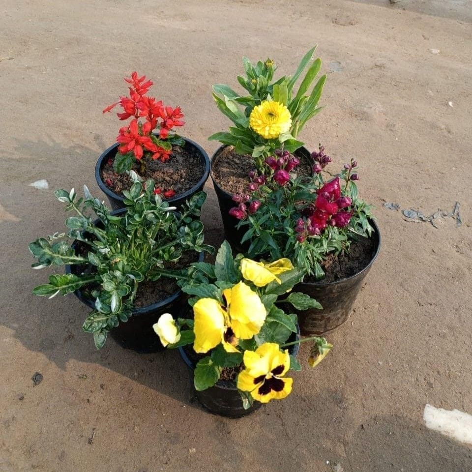 Set of 5 - Salvia, Calendula, Dog flower, Gazania & Pansy (any colour) in 6 Inch Nursery Pot