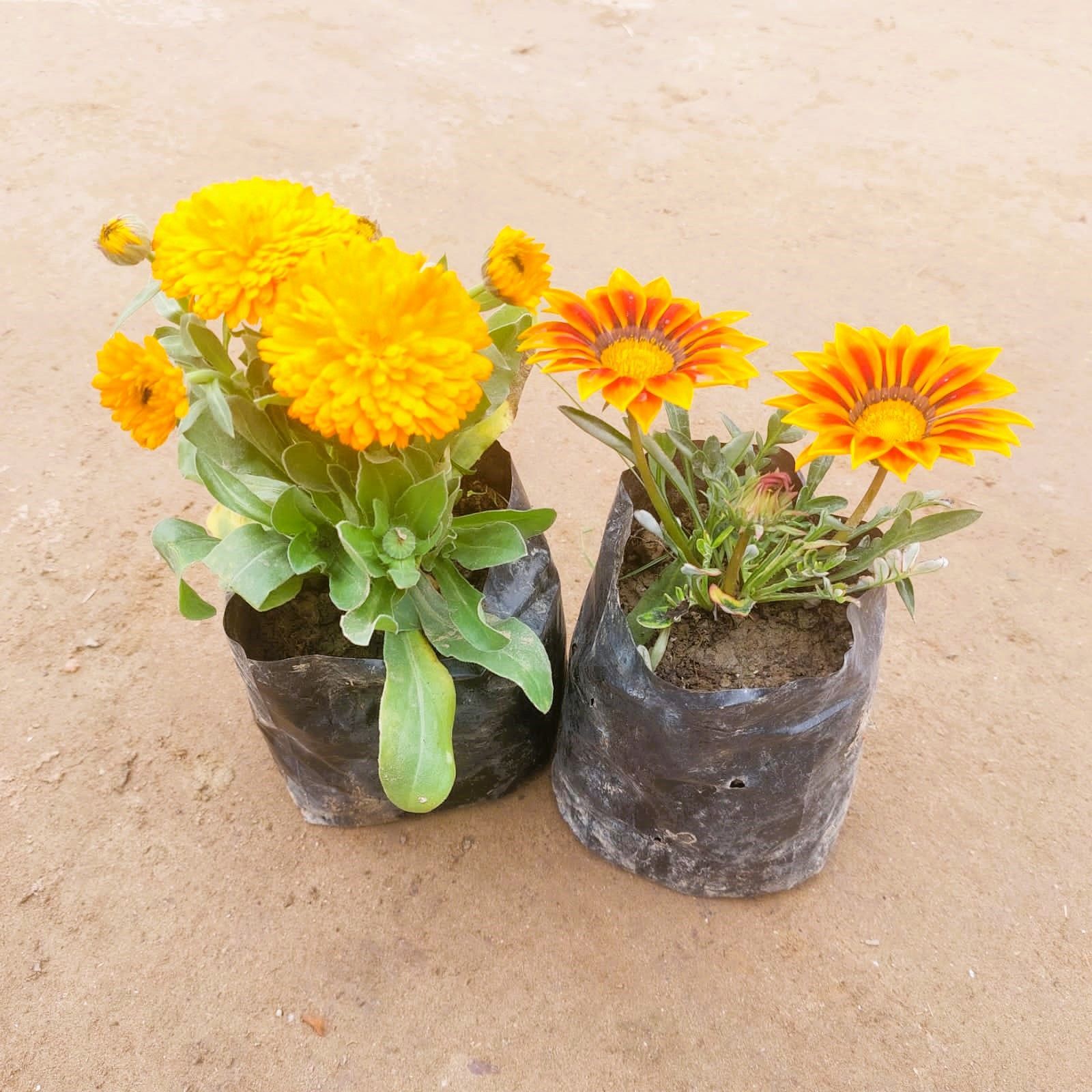 Set of 2 - Calendula & Gazania (any colour) in 4 Inch Nursery Bag