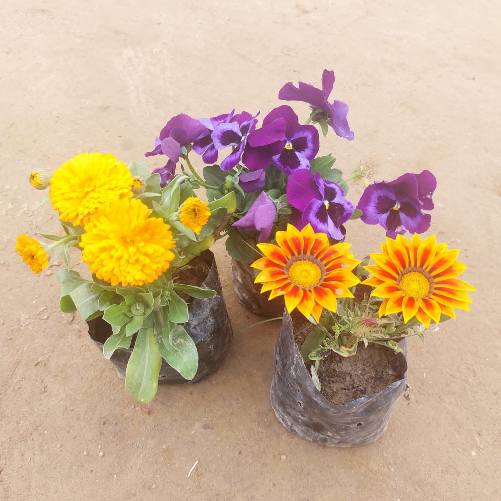 Set of 3- Pansy, Calendula & Gazania (any colour) in 3 Inch Nursery Bag