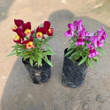 Set of 2 - Dog Flower / Swanmukh (any colour) in 4 Inch Nursery Bag