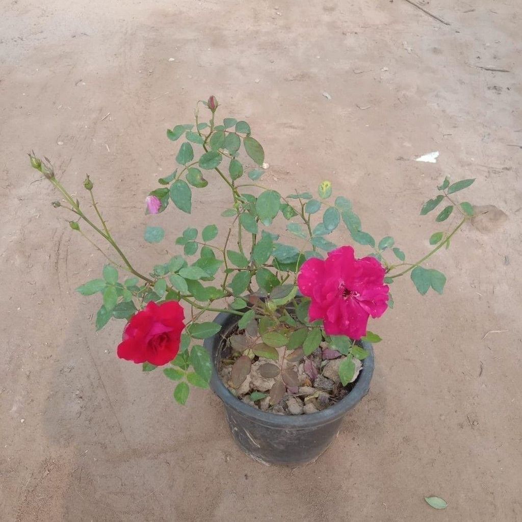Kashmiri Rose (any colour) in 8 Inch Nursery Pot Kashmiri Rose (any colour) in 8 Inch Nursery Pot