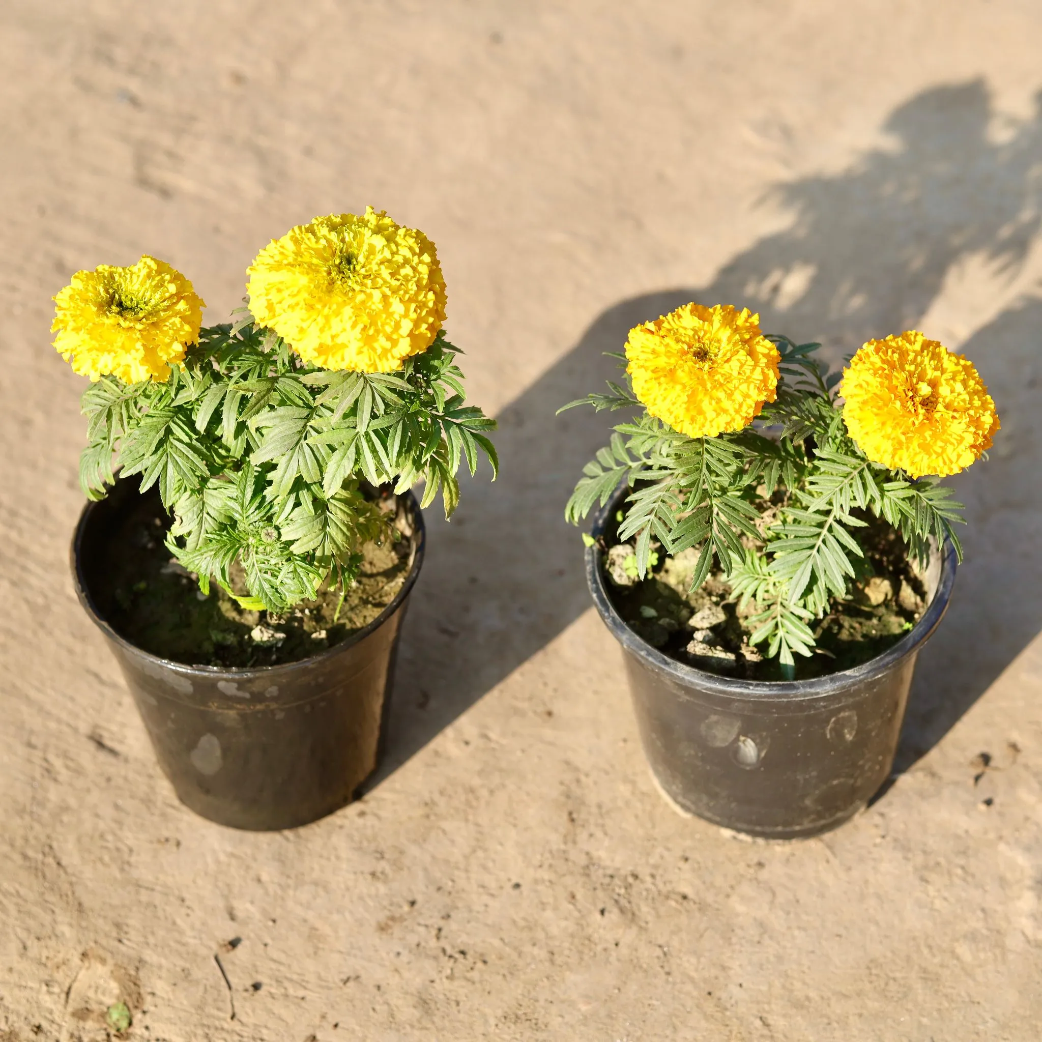 Set of 2 - Marigold (Any Colour) in 6 Inch Nursery Pot