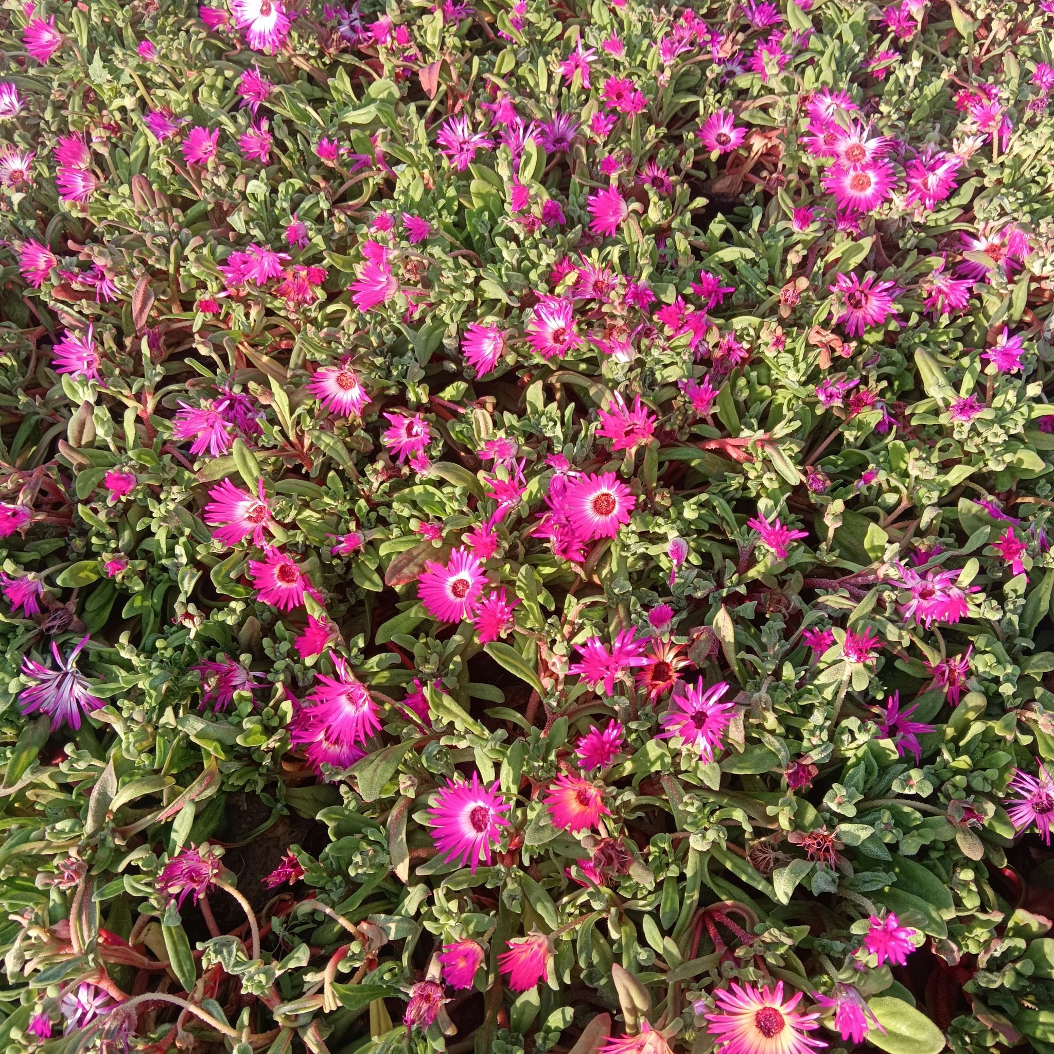 Ice Plant in 4 Inch Nursery Bag
