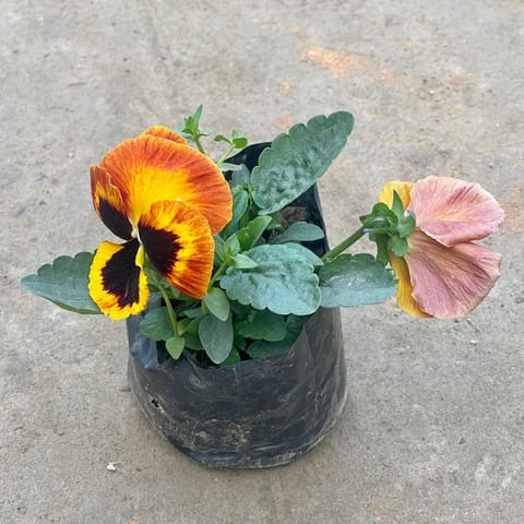Pansy in 4 Inch Nursery Bag
