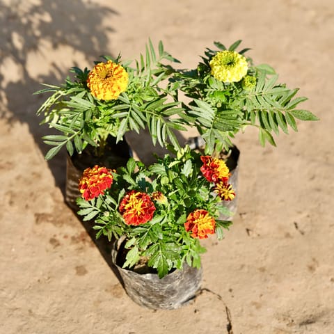 Set Of 3 - Marigold / Genda & Marigold Jafri (Any Colour) in 4 Inch Nursery Bag