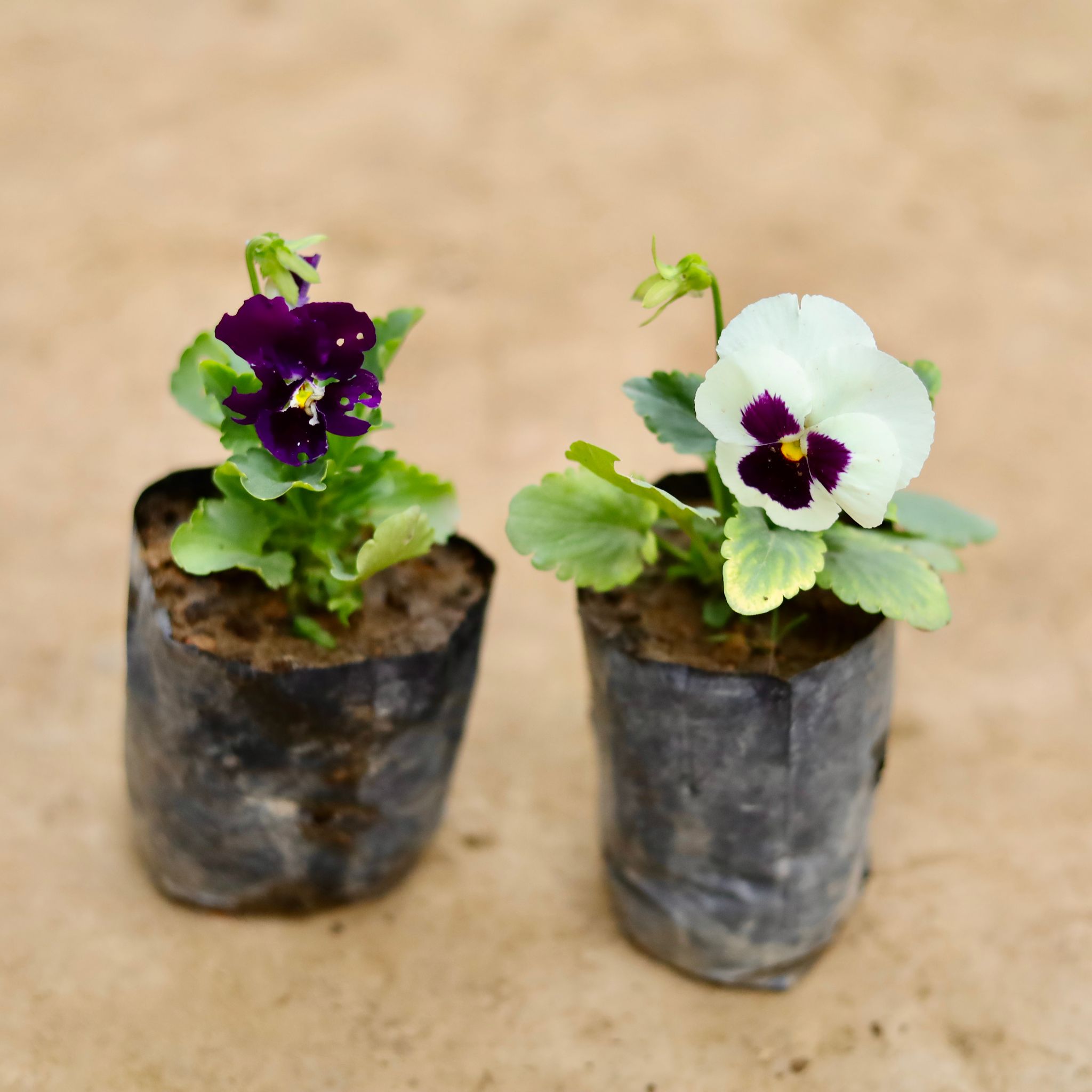 Set Of 2 - Pansy (Any Colour) in 4 Inch Nursery bag