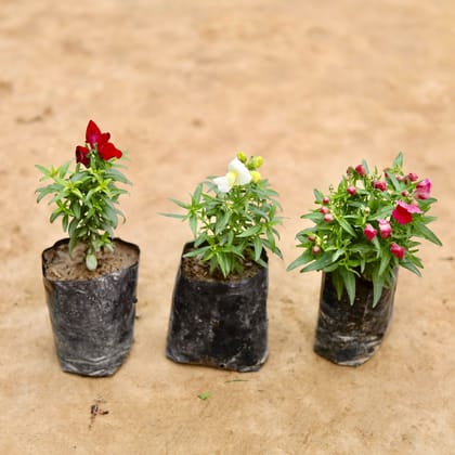 Buy Set Of 3 - Antirrhinum Majus / Dog Flower (Any Colour) in 4 Inch Nursery bag Online | Urvann.com