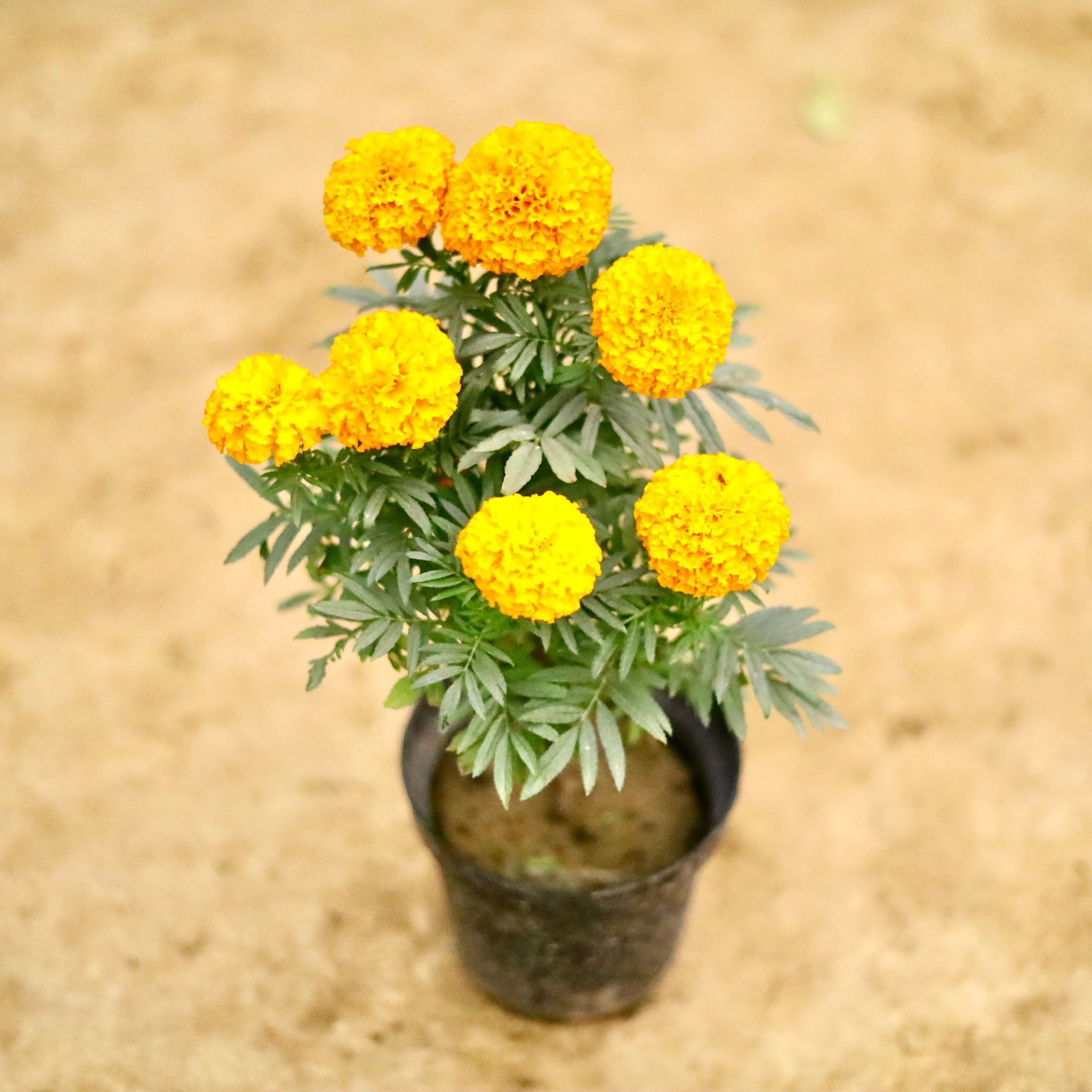 Marigold (Any Colour) in 6 Inch Nursery Pot
