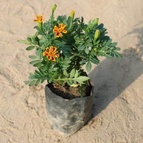 French Marigold / Genda (Any Colour) in 4 Inch Nursery Bag