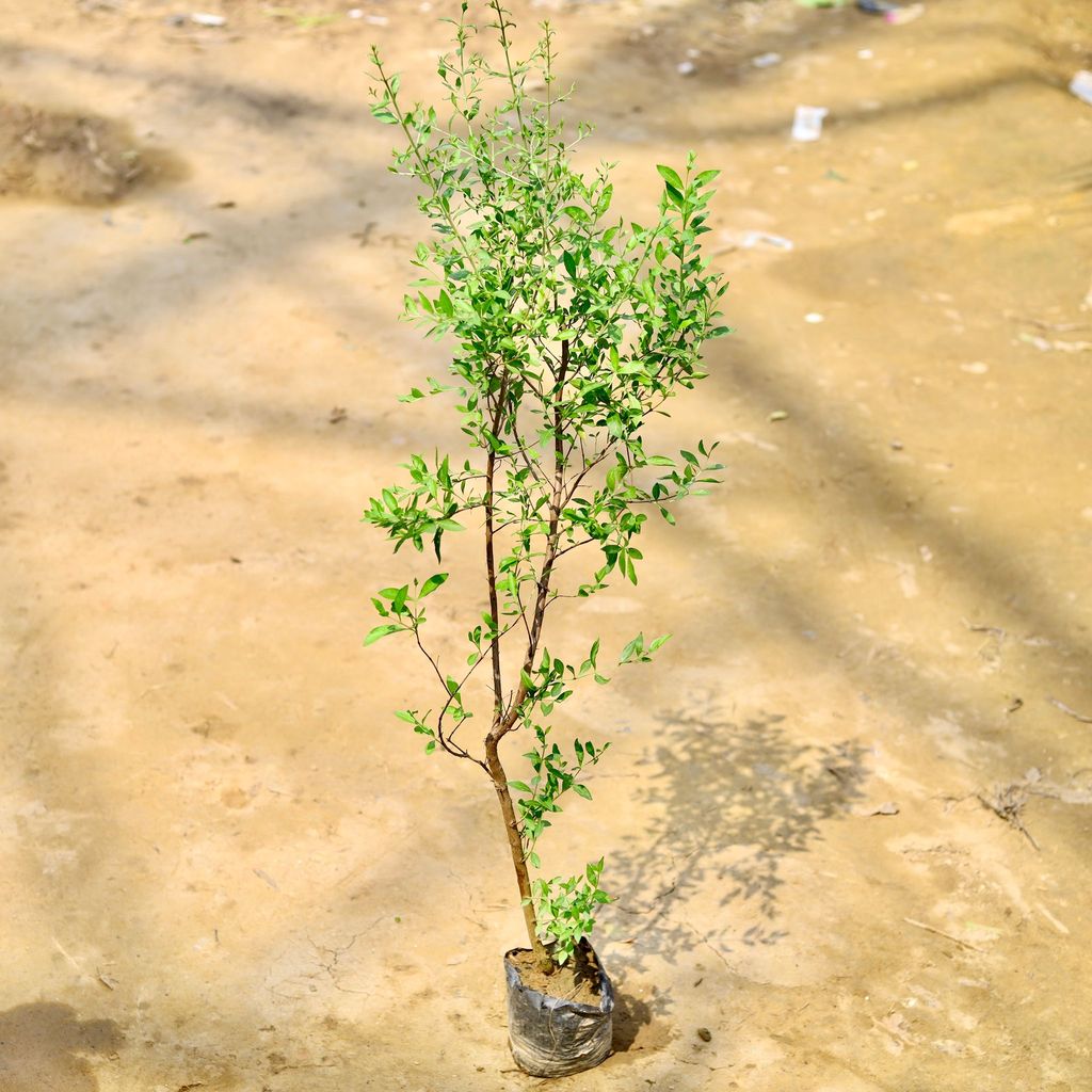Buy Mehandi / Henna Plant in 4 Inch Nursery Bag Online | Urvann.com Mehandi / Henna Plant in 4 Inch Nursery Bag