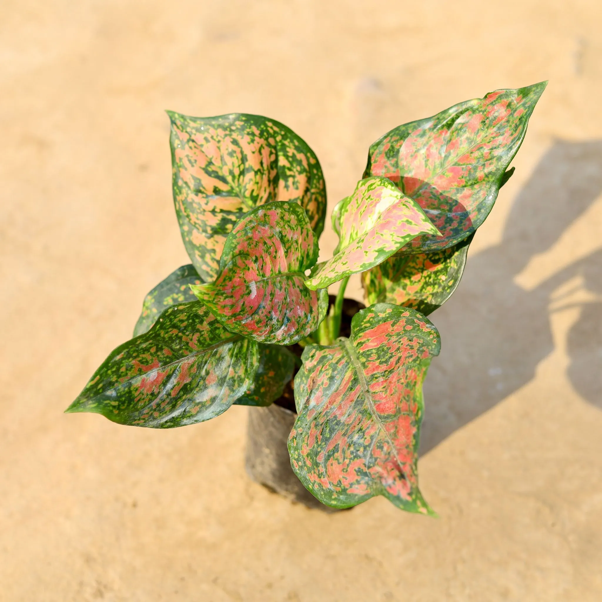 Aglaonema Red Ruby in 5 Inch Nursery pot