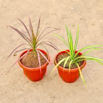 Buy Set of 2 - Dracaena Colorama Red & Pandanus in 8 Inch Terracotta Red Premium Olive Plastic Pot Online | Urvann.com
