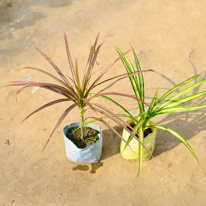 Buy Set of 2 - Dracaena Colorama Red & Pandanus in 4 Inch Nursery Bag Online | Urvann.com