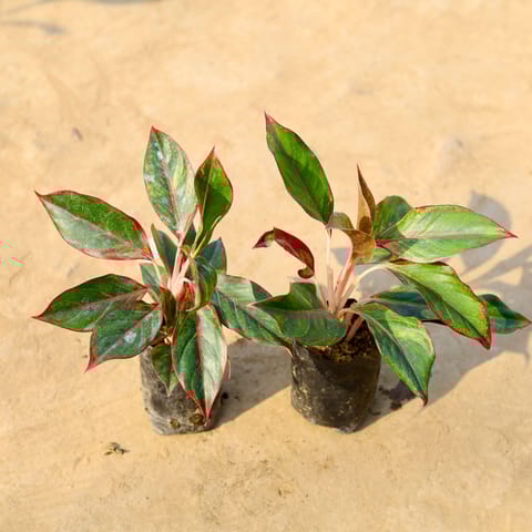 Set of 2 - Aglaonema Lipstick in 4 Inch Nursery Bag