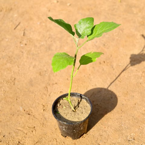Brinjal / Baigan Plant in 6 Inch Nursery Pot