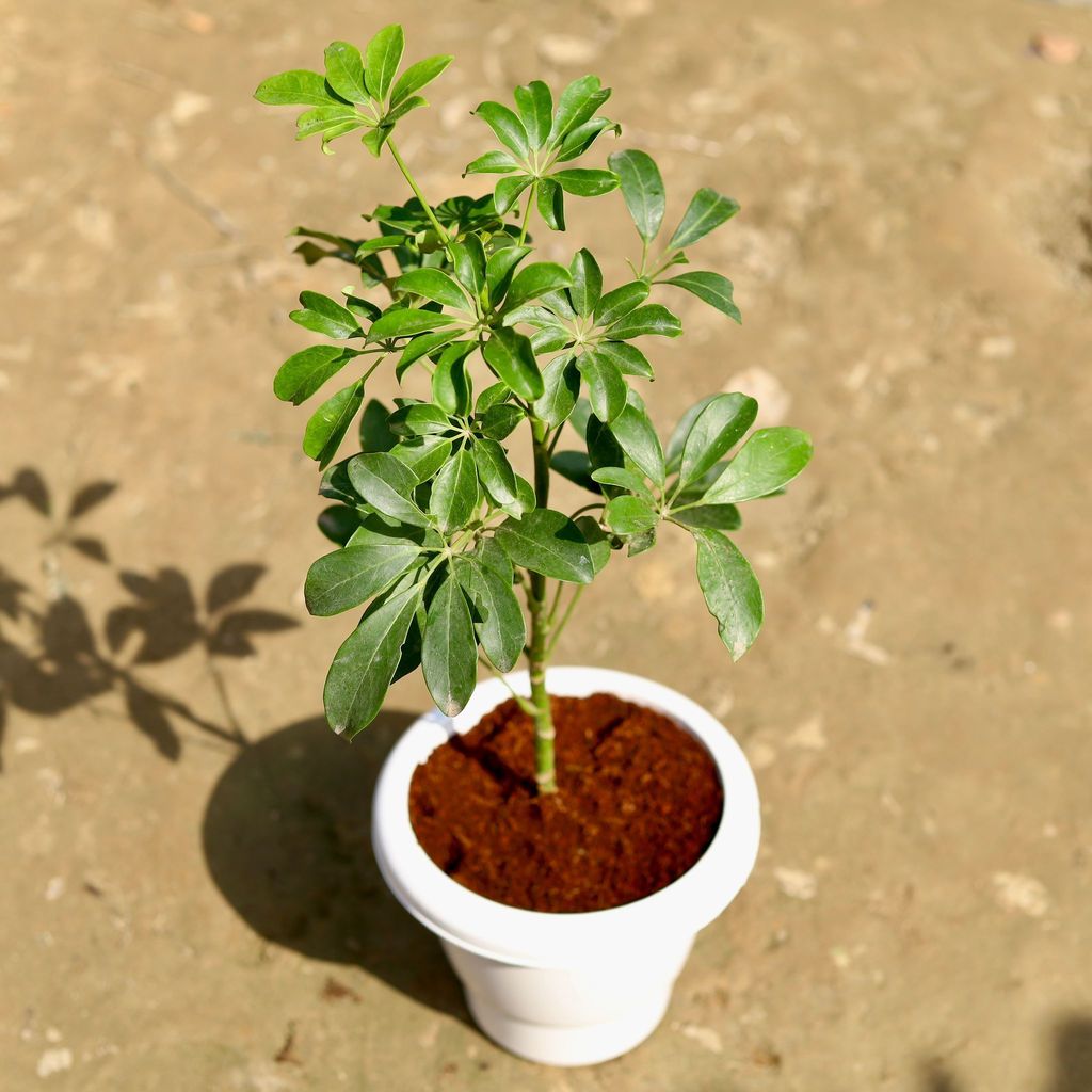 Buy Schefflera Green in 6 Inch Classy White Plastic Pot Online | Urvann.com Schefflera Green in 6 Inch Classy White Plastic Pot