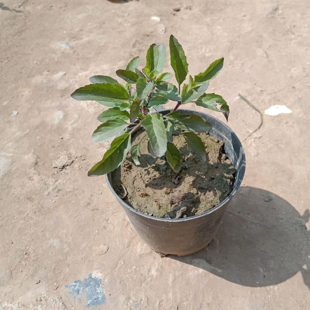 Shayama Tulsi in 4 Inch Nursery Pot