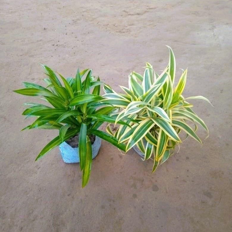 Set of 2 - Song of India & Dracaena Messenger Bushy in 4 Inch Nursery Bag