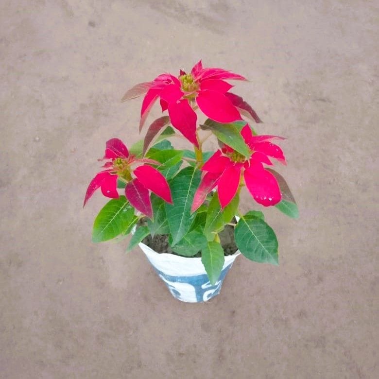 Poinsettia / Christmas Flower pink in 6 Inch nursery pot