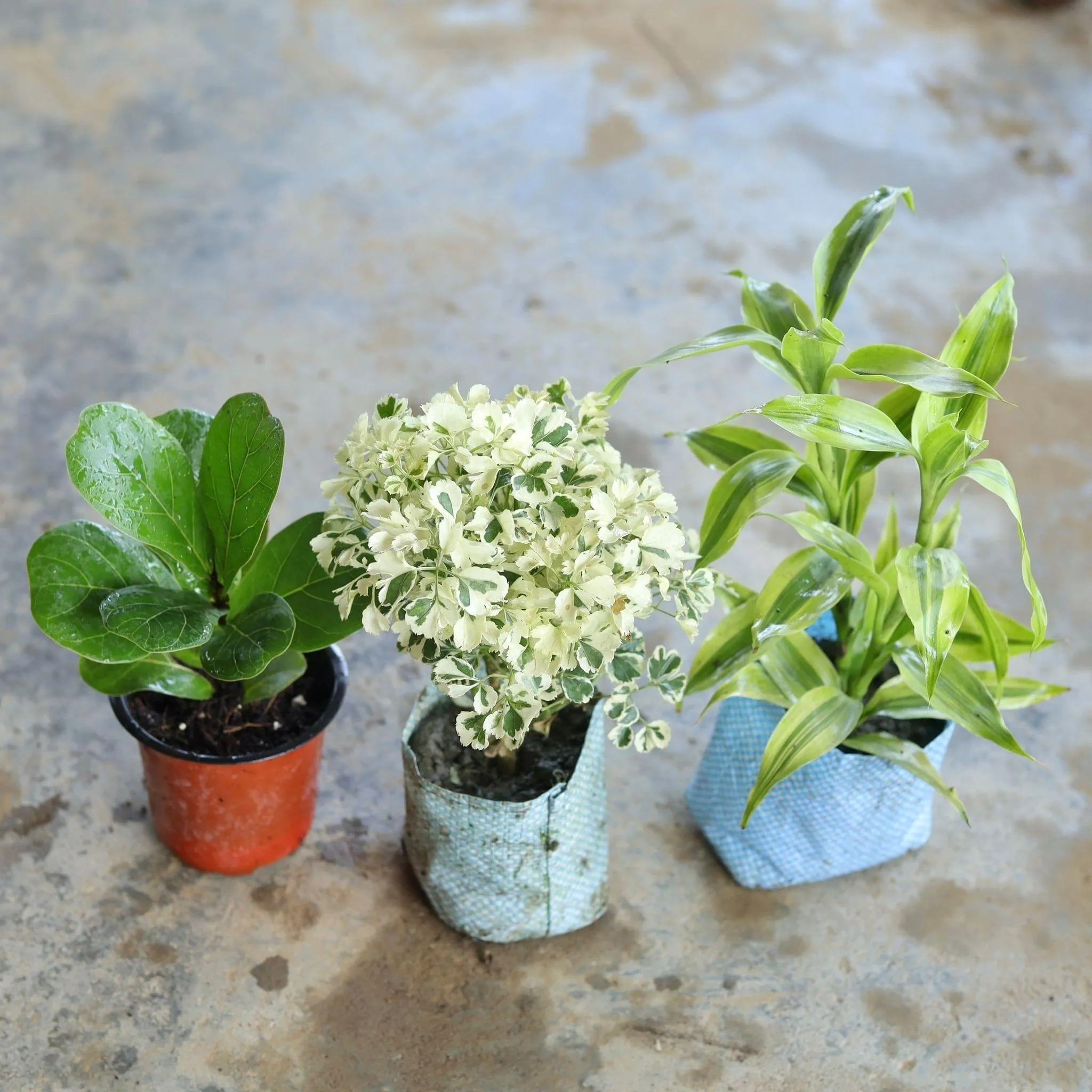 Set of 3 - Fiddle Leaf, Variegated White Aralia, Lucky Bamboo in 4 Inch Nursery Bag, Nursery Bag