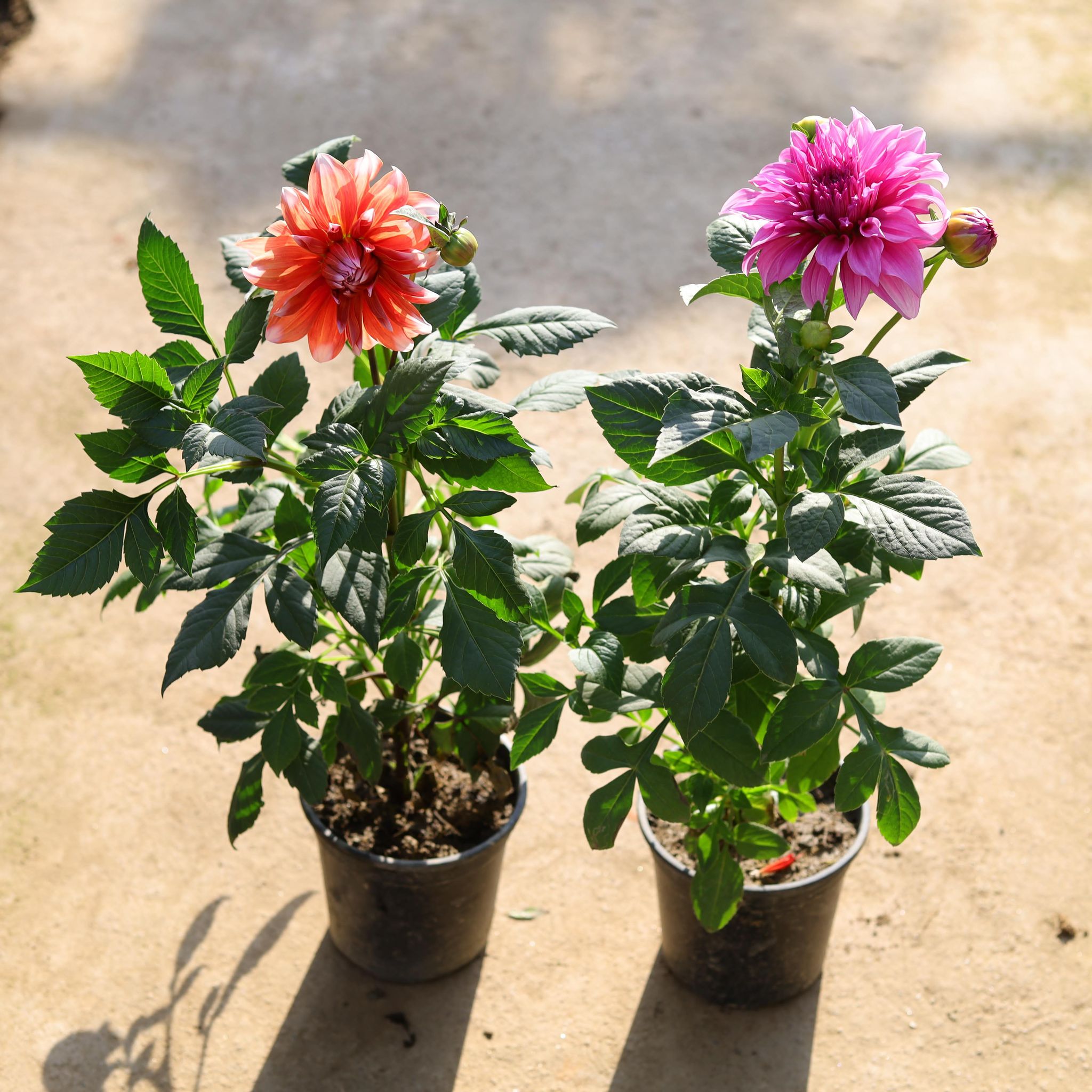 Set of 2 - Dahlia (any colour) in 8Inch Nursery Pot