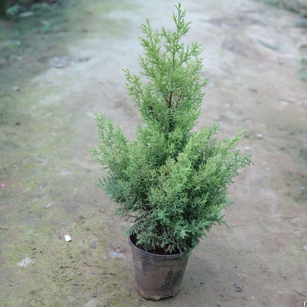 Buy Cypress Golden in 6 Inch Plastic Pot Online | Urvann.com Cypress Golden in 6 Inch Nursery Pot