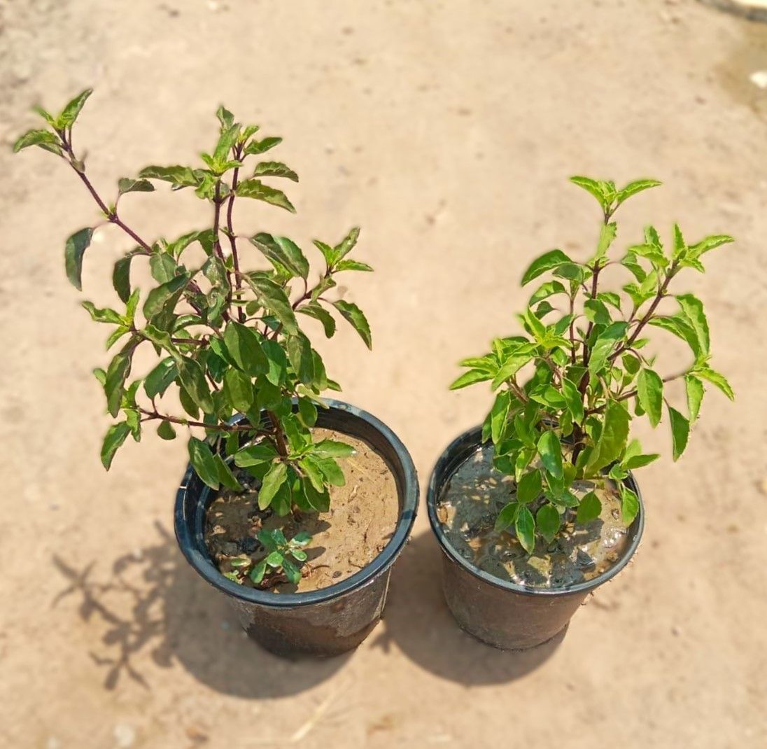 Set Of 2 - Tulsi (Rama & Shyama) in 5 Inch Nursery Pot