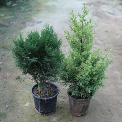 Buy Set of 2 - English Morpankhi & Golden Cypress in 6 Inch Plastic Pot Online | Urvann.com