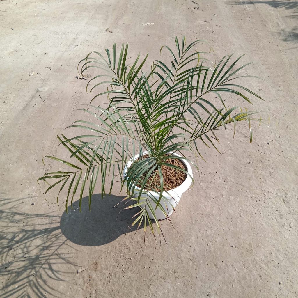 Phoenix Palm in 10 Inch Classy White Plastic Pot