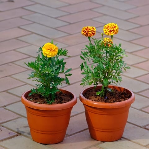 Set of 2  -  Marigold / Genda French (Yellow & Orange) in 7 Inch Classy Brown Plastic Pot