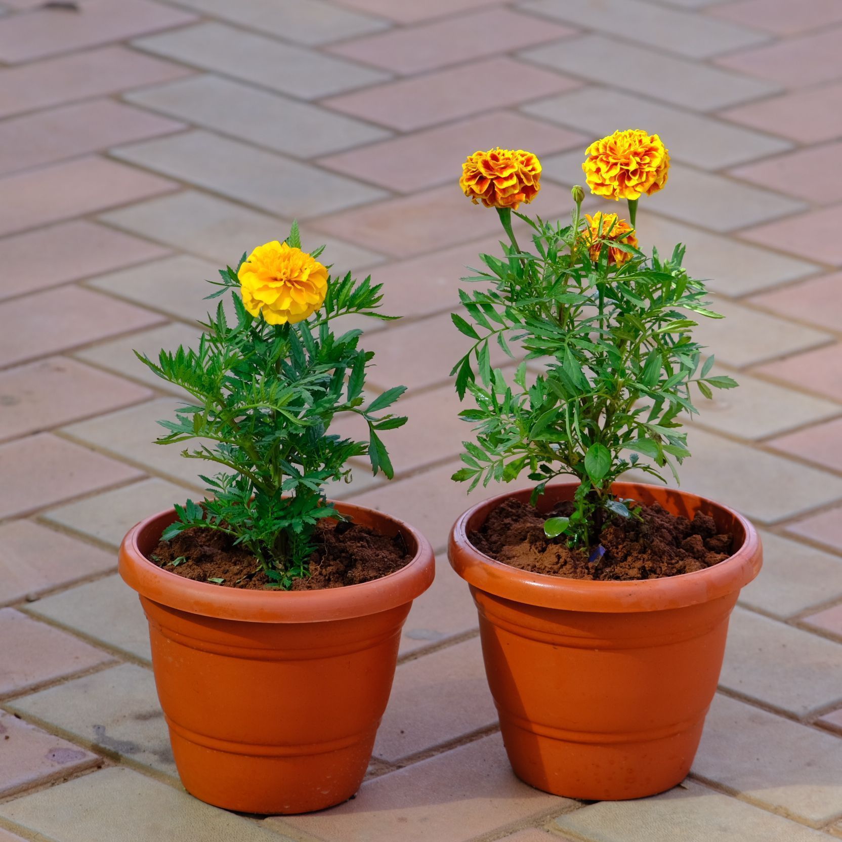 Set of 2  -  Marigold / Genda French (Yellow & Orange) in 7 Inch Classy Brown Plastic Pot