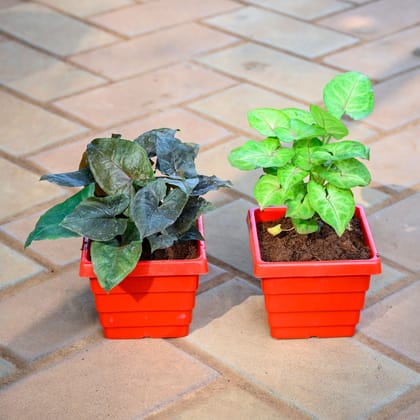 Set of 2 - Syngonium (Black Beauty & Yellow) in 4 Inch 4 Inch Red Premium Orchid Square Plastic Pot