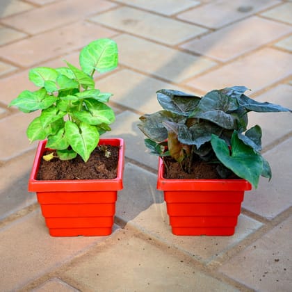 Set of 2 - Syngonium (Black & Yellow Beauty) in 4 Inch 4 Inch Red Premium Orchid Square Plastic Pot