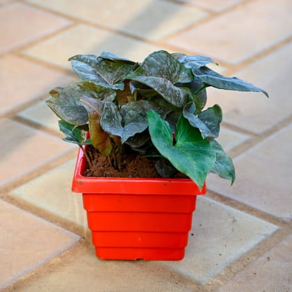 Syngonium Black Beauty in 4 Inch 4 Inch Red Premium Orchid Square Plastic Pot