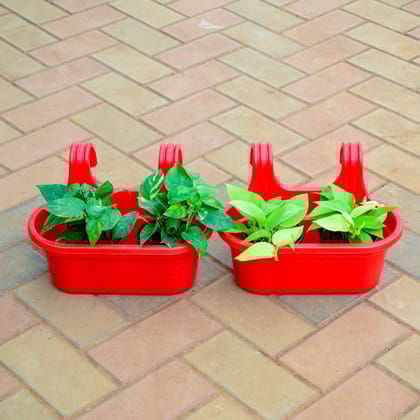 Buy Set of 2 - Money Plant Green Yellow in 7 Inch Red Double Hook Hanging Plastic Pot Online | Urvann.com