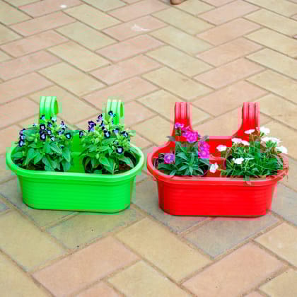 Buy Set of 2 - Torenia / Wishbone Dianthus in 7 Inch Double Hook Hanging Plastic Pot (Any Colour) Online | Urvann.com
