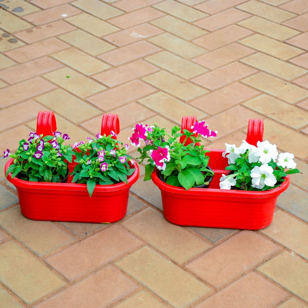 Set of 2 - Torenia / Wishbone Petunia (Any Colour) in 7 Inch Red Double Hook Hanging Plastic Pot