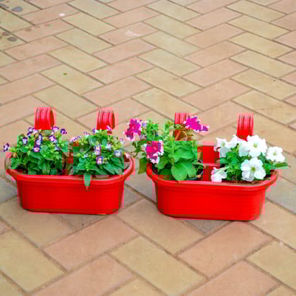 Buy Set of 2 - Torenia / Wishbone Petunia (Any Colour) in 7 Inch Red Double Hook Hanging Plastic Pot Online | Urvann.com
