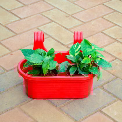 Buy Money Plant Green in 7 Inch Red Double Hook Hanging Plastic Pot Online | Urvann.com