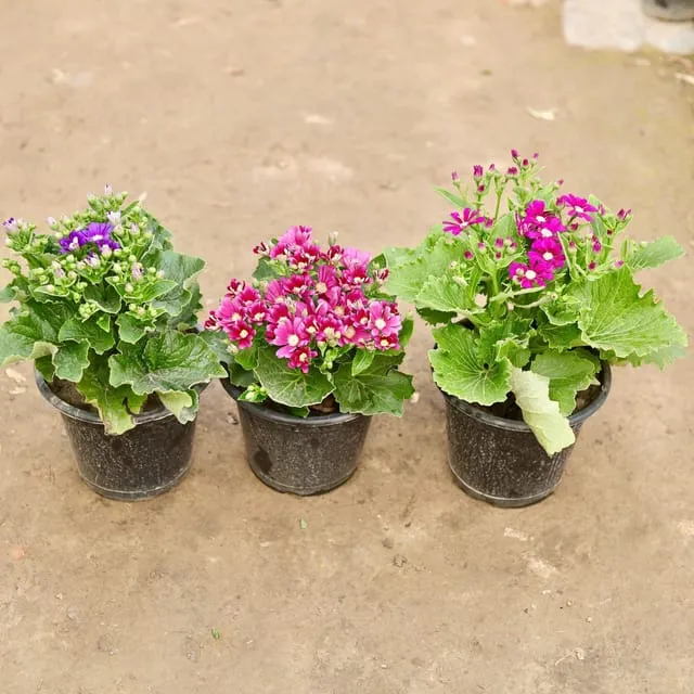Set of 3 Cineraria Dwarf (any colour) in 6 Inch Nursery Pot