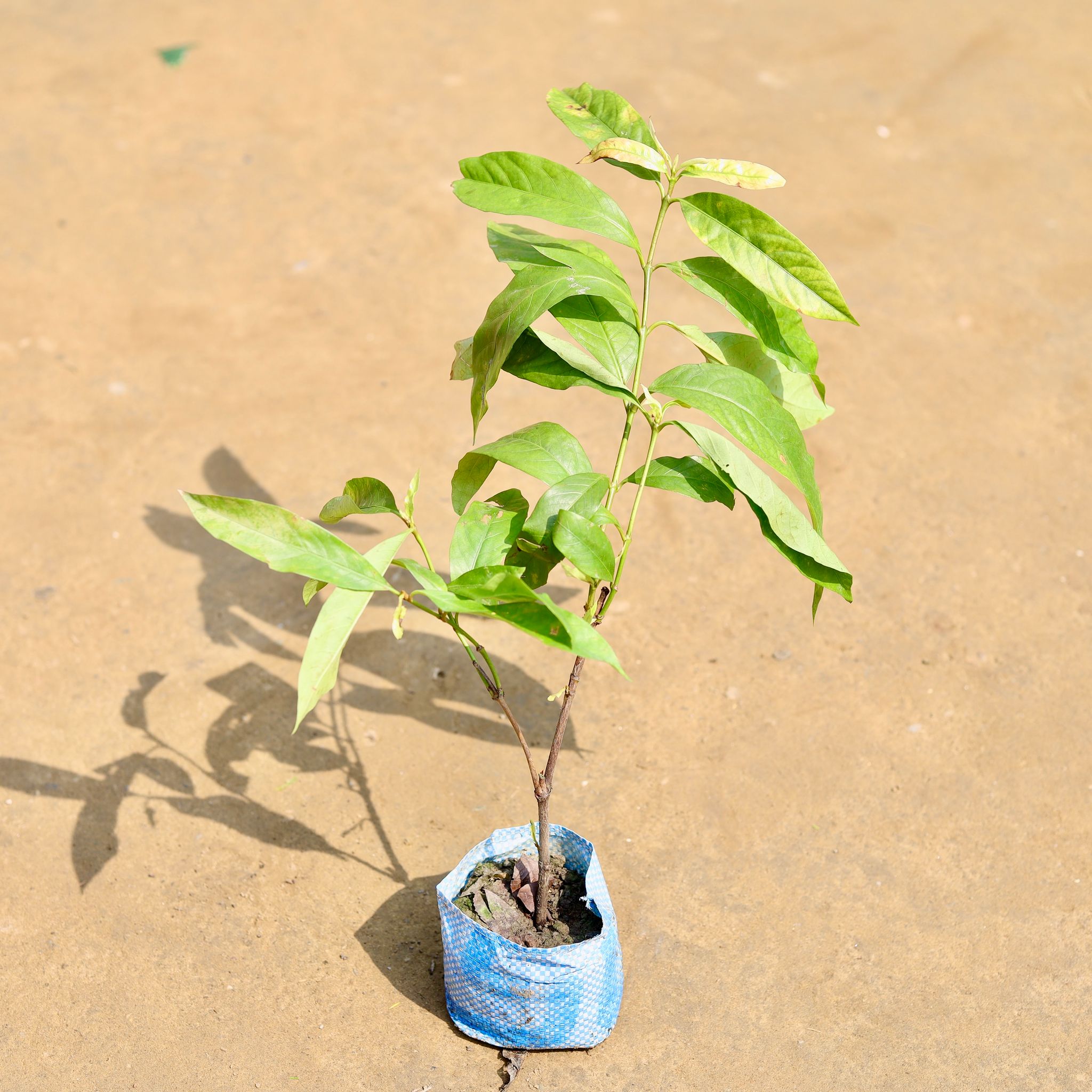 Ixora Yellow in 4 Inch Nursery Bag