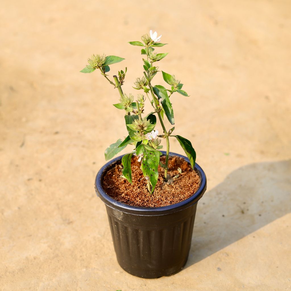 Buy Kund Bel / Jasmine in 6 inch Black Super Nursery Pot Online | Urvann.com Kund Bel / Jasmine in 6 inch Black Super Nursery Pot