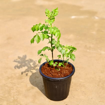 Buy Tecoma (any colour) in 6 inch Black Super Nursery Pot Online | Urvann.com