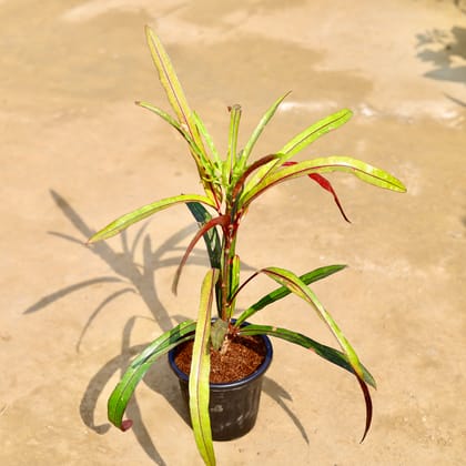 Buy Croton Crimson Edge in 6 inch Black Super Nursery Pot Online | Urvann.com