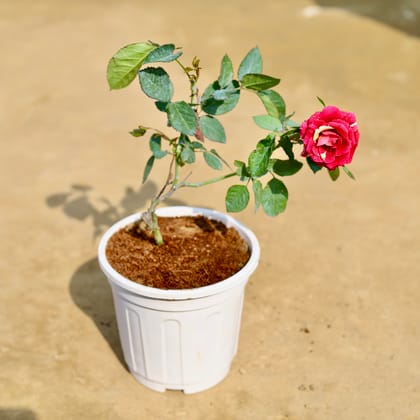 Buy English Rose (any colour) in 6 inch White Super Nursery Pot Online | Urvann.com
