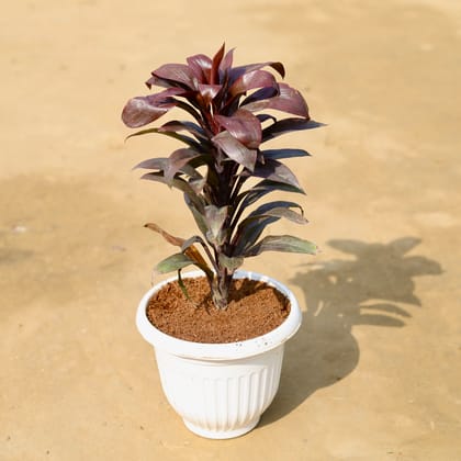 Buy Dracaena Crimson Crush in 8 inch Terracotta Red Olive Plastic Pot Online | Urvann.com