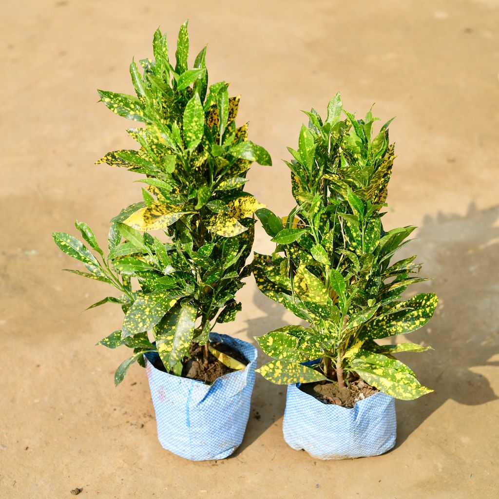 Buy Set of 2 - Baby Croton Bushy in 6 inch Nursery Bag Online | Urvann.com Set of 2 - Baby Croton Bushy in 6 inch Nursery Bag