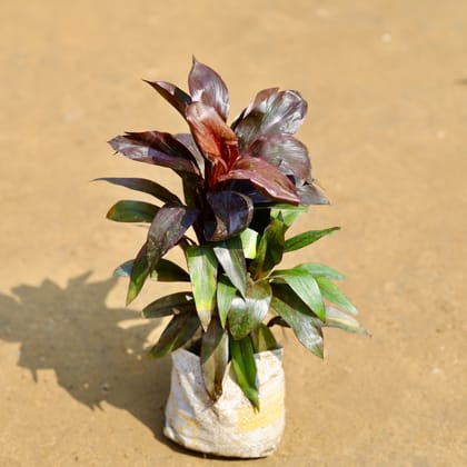 Buy Dracaena Crimson Crush in 4 inch Nursery Bag Online | Urvann.com