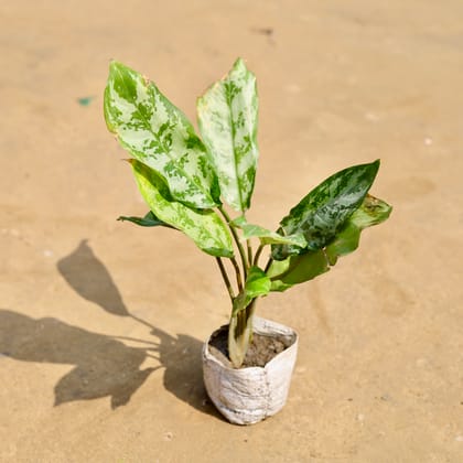 Buy Aglaonema Fillipica in 4 inch Nursery Bag Online | Urvann.com