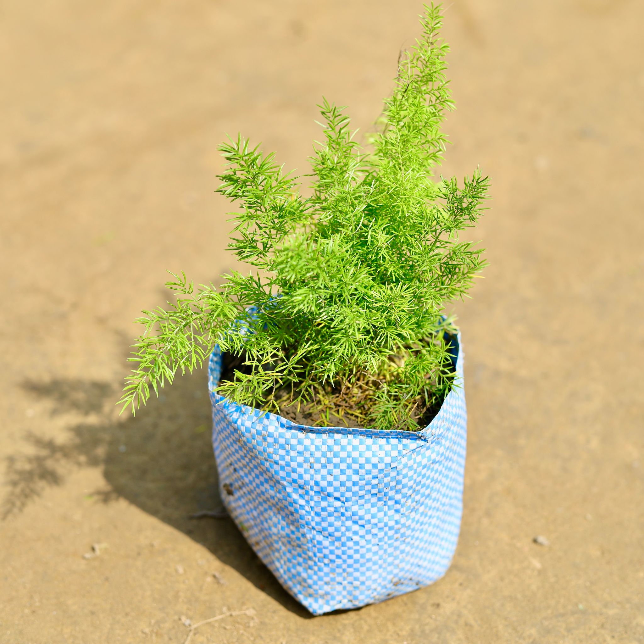 Asparagus Mary in 4 inch Nursery Bag